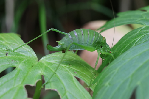 Slender Bright Bush-cricket