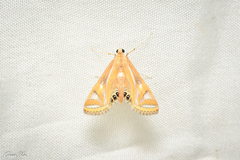 Eoophyla conjunctalis