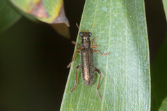 Lemidia subaenea