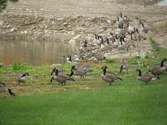 Branta canadensis