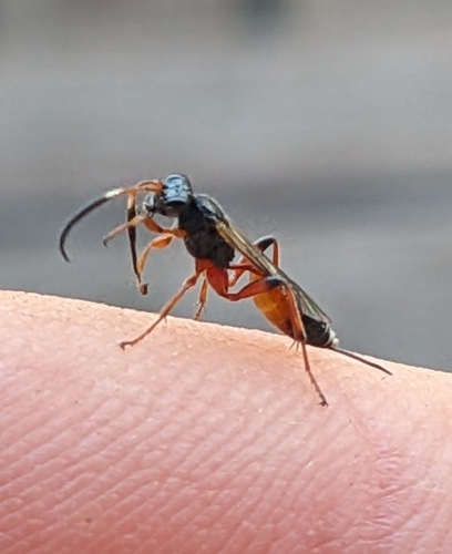Schenkia graminicola