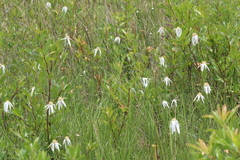 Rhynchospora latifolia
