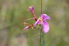 Rhexia alifanus