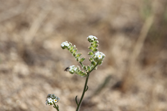 Cryptantha calycotricha