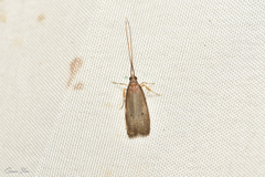 Lecithocerinae