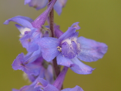 Delphinium carolinianum