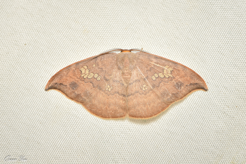 Agnidra scabiosa