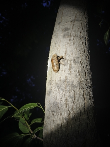 Eastern horse cicada