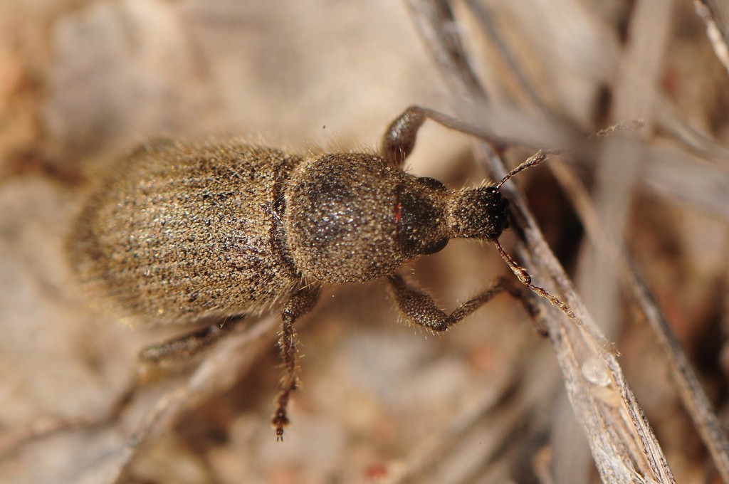 Crocidema