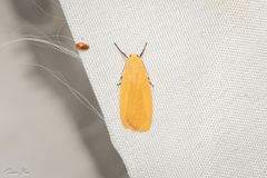 Danielithosia immaculata