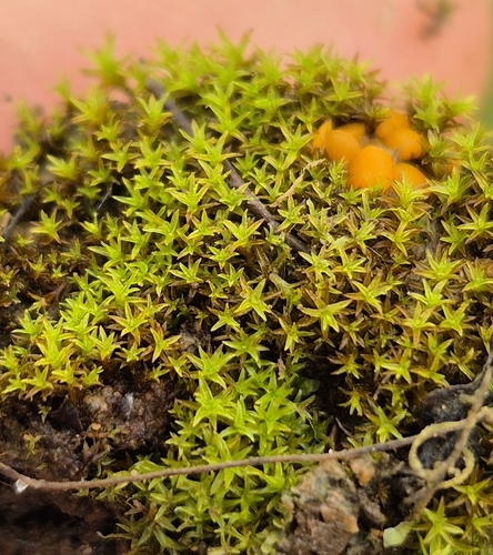 Bryoerythrophyllum ferruginascens observed 2025-07-18
