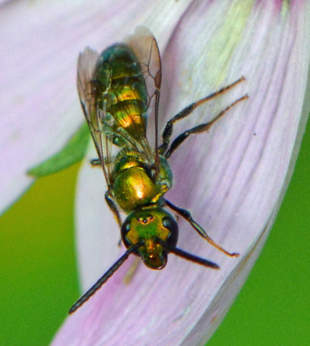 Pure Green Sweat bee, photo 6 of 9