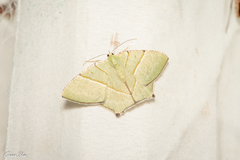 Neohipparchus vallata