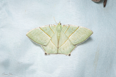 Neohipparchus vallata