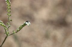 Cryptantha calycotricha