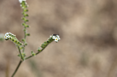 Cryptantha calycotricha