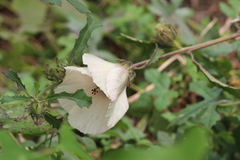 Hibiscus aculeatus