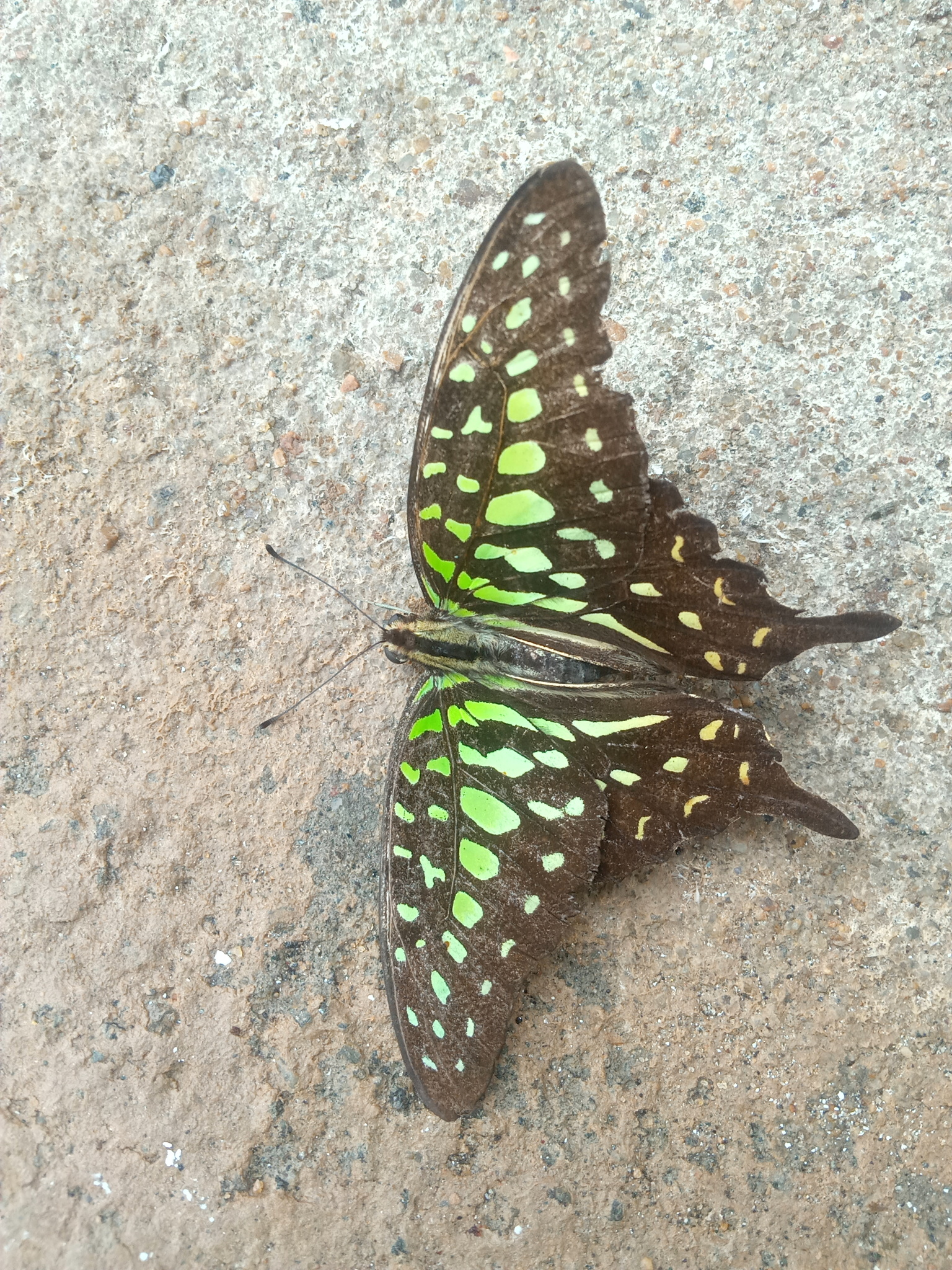 Tailed Jay