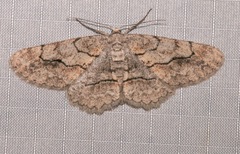 Stenoporpia pulmonaria