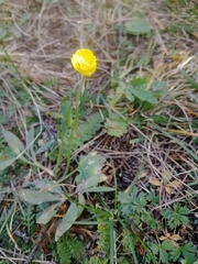Ranunculus pedatifidus