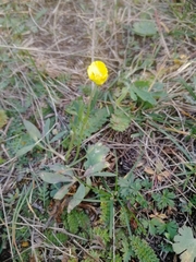 Ranunculus pedatifidus