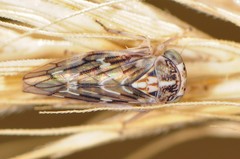 Idiocerus moniliferae