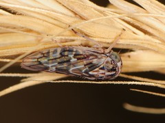 Idiocerus moniliferae