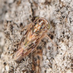 Idiocerus moniliferae