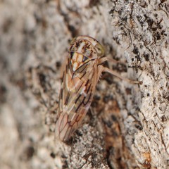 Idiocerus moniliferae