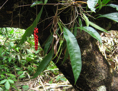 Anthurium gracile