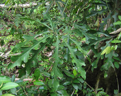 Anthurium clavigerum