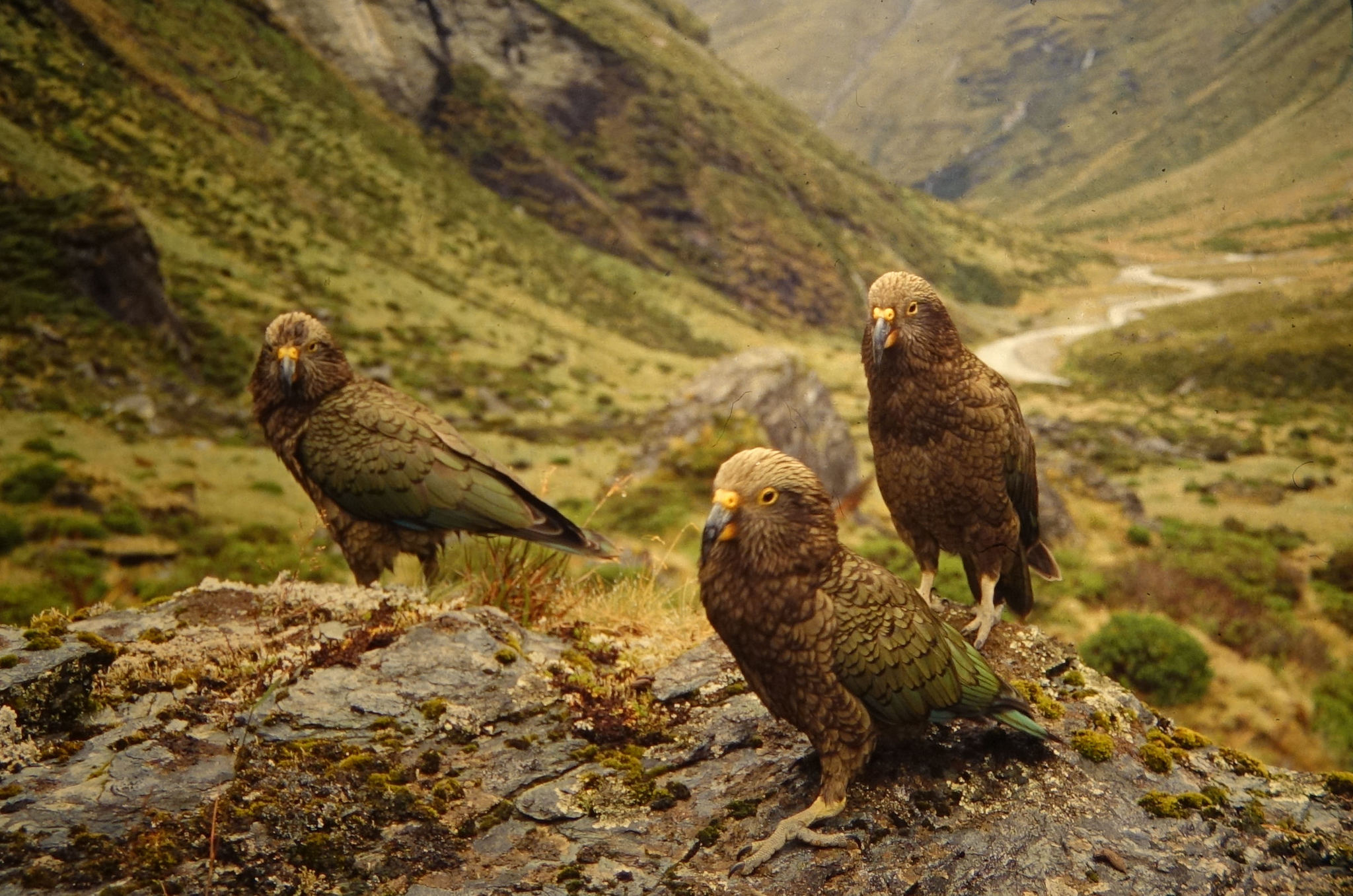 Kea illustration