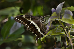 Papilio delalandei
