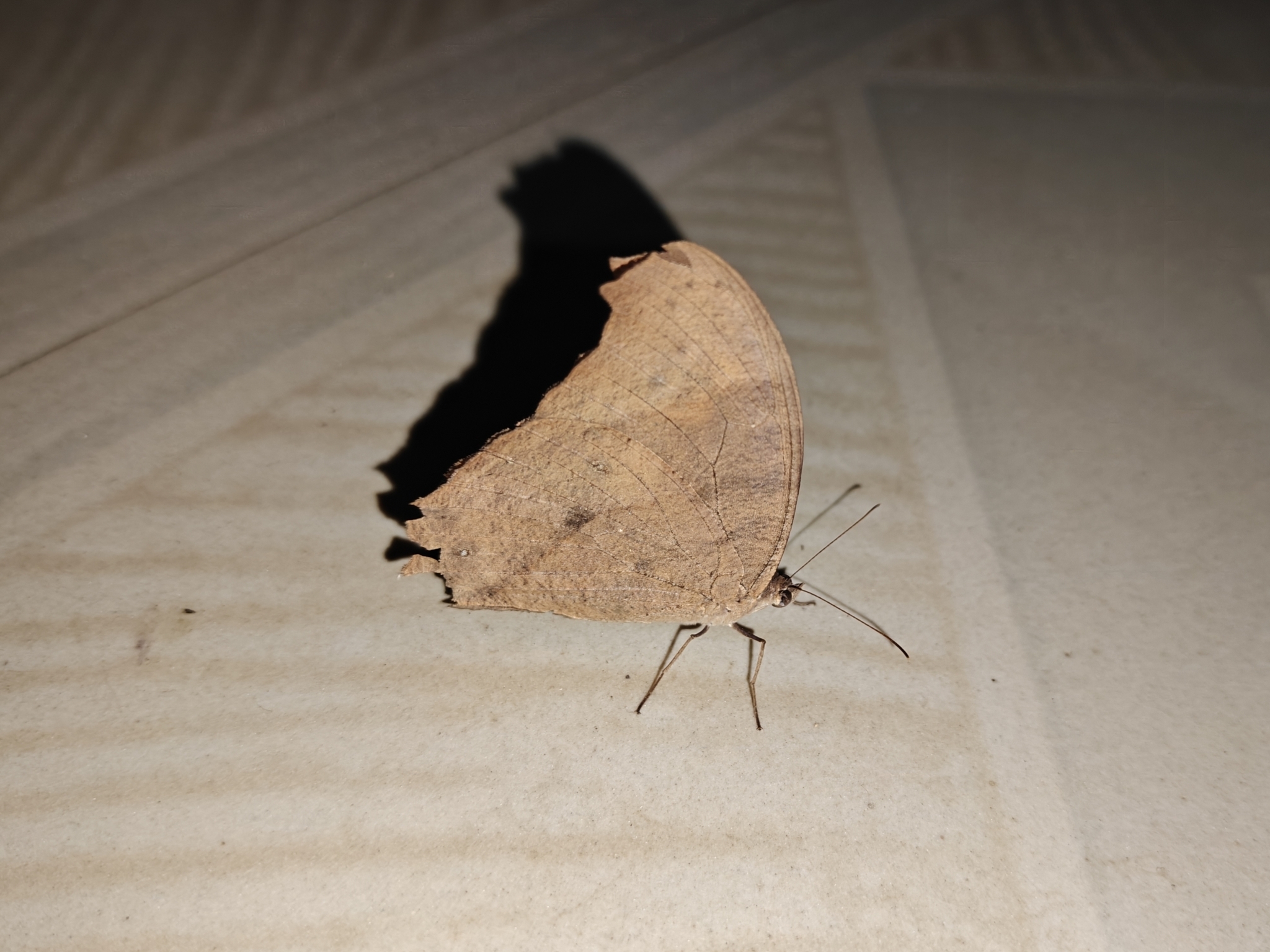 Common Evening Brown