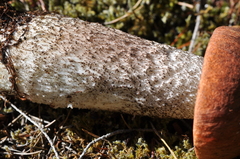 Leccinum ponderosum