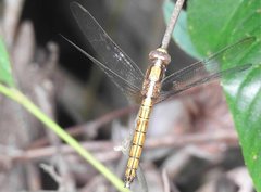 Orthetrum glaucum