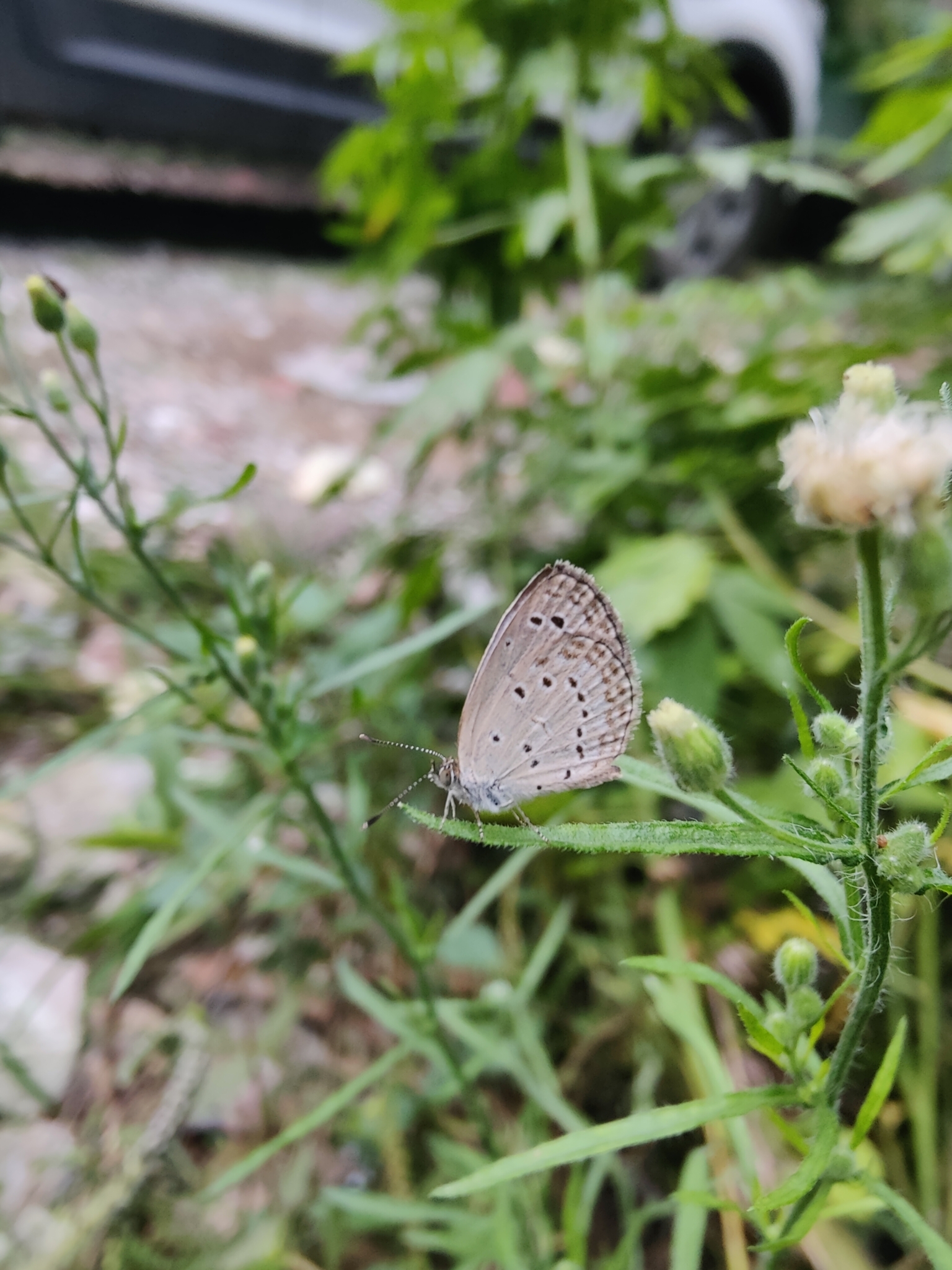 Pale Grass Blue
