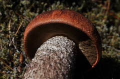 Leccinum ponderosum