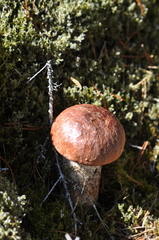 Leccinum ponderosum