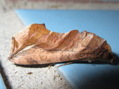 Oraesia emarginata