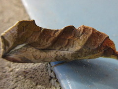 Oraesia emarginata