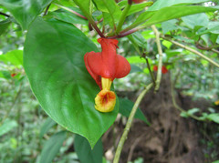 Drymonia semicordata