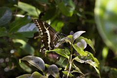 Papilio delalandei