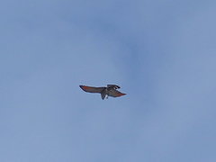 Ictinia plumbea