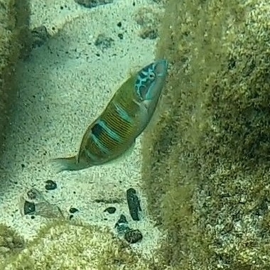Thalassoma pavo
