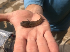 Emerald Goby photo 3