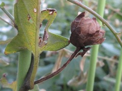 Calystegia pubescens