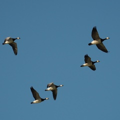 Branta leucopsis