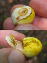 Bertholletia excelsa