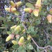 Quercus wislizeni - Photo (c) Don Rideout (he, his, him),  זכויות יוצרים חלקיות (CC BY-NC), uploaded by Don Rideout (he, his, him)